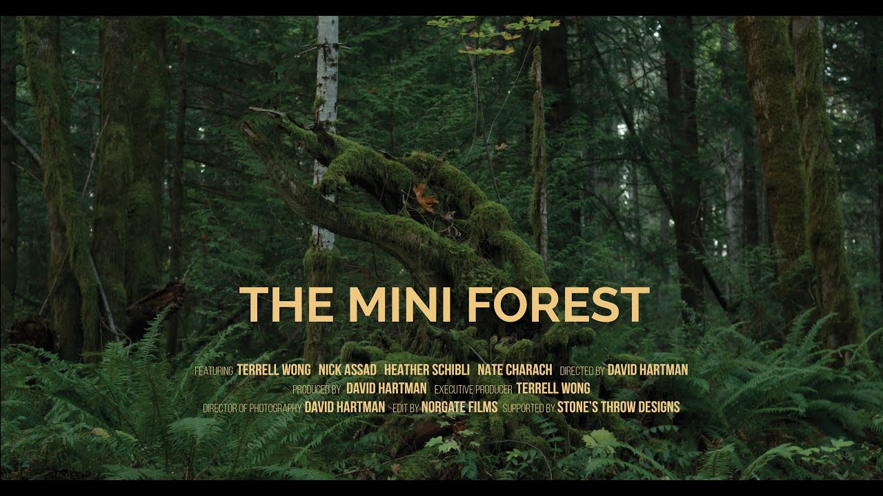 THE MINI FOREST - Rewilding using the Miyawaki Method
