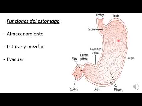 9 Digestión mecánica gástrica y vaciamiento