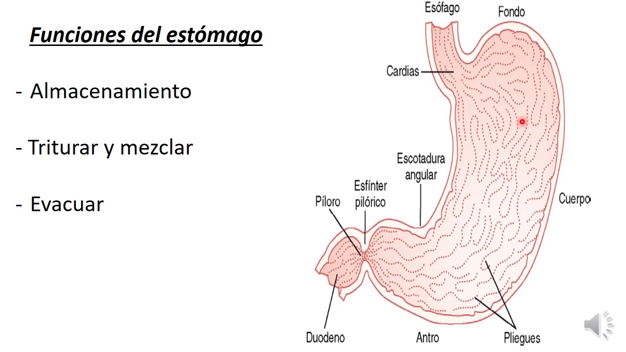 9 Digestión mecánica gástrica y vaciamiento