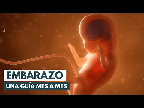 El embarazo: Una guía mes a mes | Animación 3D
