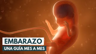 Video Guía mes a mes