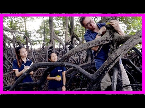Knowing the value of mangroves: Why these plants need to be conserved