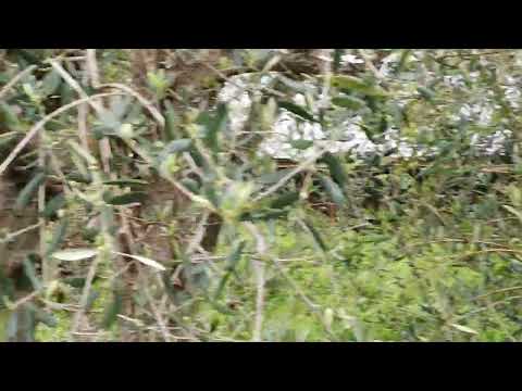 capriolo sul condotto,  cimitero di Molassana