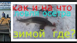 На какую приманку клюет осетр