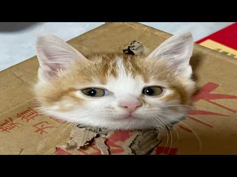 Cats Causing Stuff