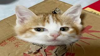 Cats Causing Stuff MQDEFAULT Thumbnail