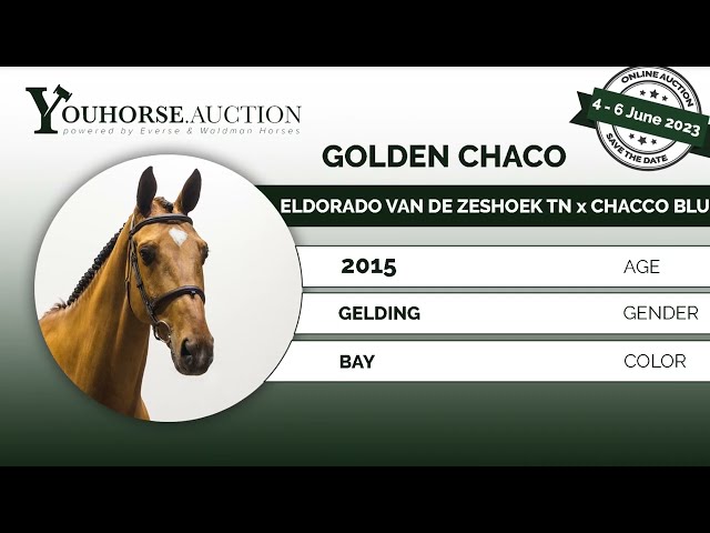 Golden Chaco @ show