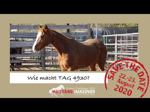 MUSTANG MAKEOVER 2020 - First Touch mit TAG 4930