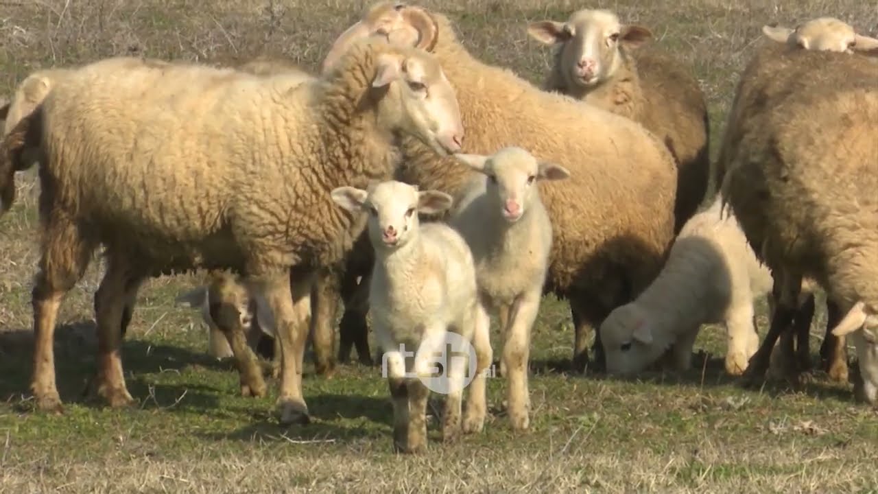 Lija e deleve në Kosovë, masa parandaluese dhe vaksinimi në kohë kundër sëmundjes