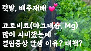 배추 마그네슘(Mg) 많이 시비했는데 결핍증상 발생이유? 대책?