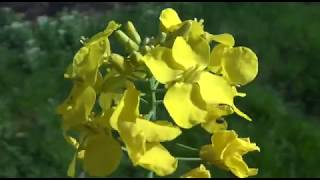 HÍREK A TERMÉSZETBŐL