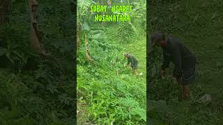 Download lagu ngaret dulu bolo #sobat ngaret nusantara#bonwie#bobodoran #lucu mp3