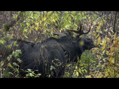 "W służbie natury" - sezon 2016 - Łoś