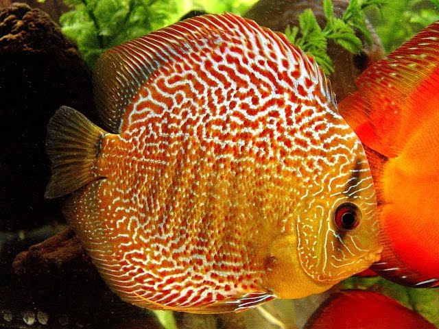 Discus Дискус Symphysodon