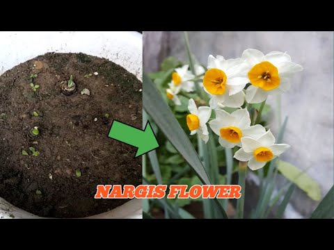 How to grow Nargis/Narcissus/Daffodil in pots (Urdu/Hindi)
