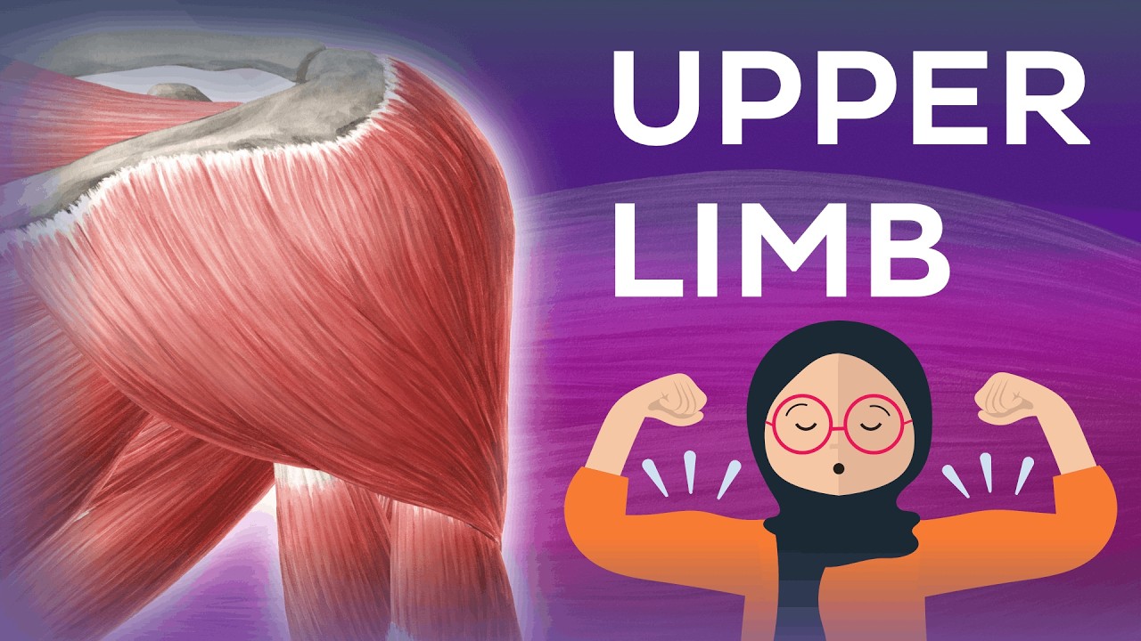 FULL VIDEO: Main muscles of the upper limb - Human Anatomy | Kenhub