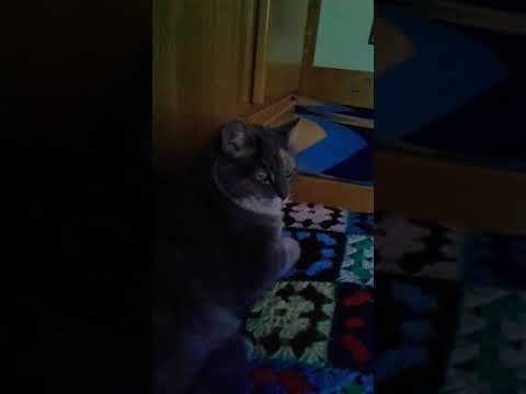 ❤😉 Faustina dice: "Hey tu!..lasciami stare la koda! !!!"