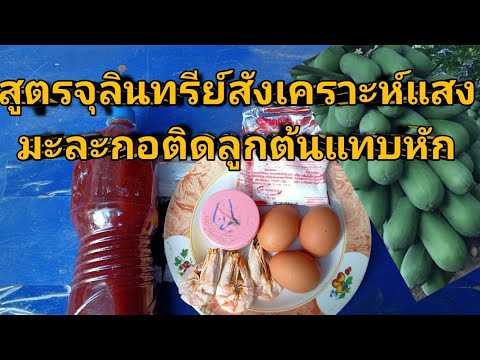 สูตร!จุลินทรีย์สังเคราะห์แสง ใส่มะละกอ ขั้วเหนียวแน่นจับลูกดก