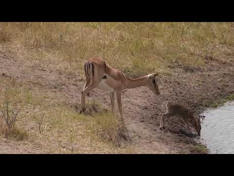 Djuma: Duiker and Impala wanting a drink: look at size comparison - 09/16/18