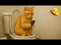 Try Not To Laugh Funniest Cats And Dogs Ever Part 5
