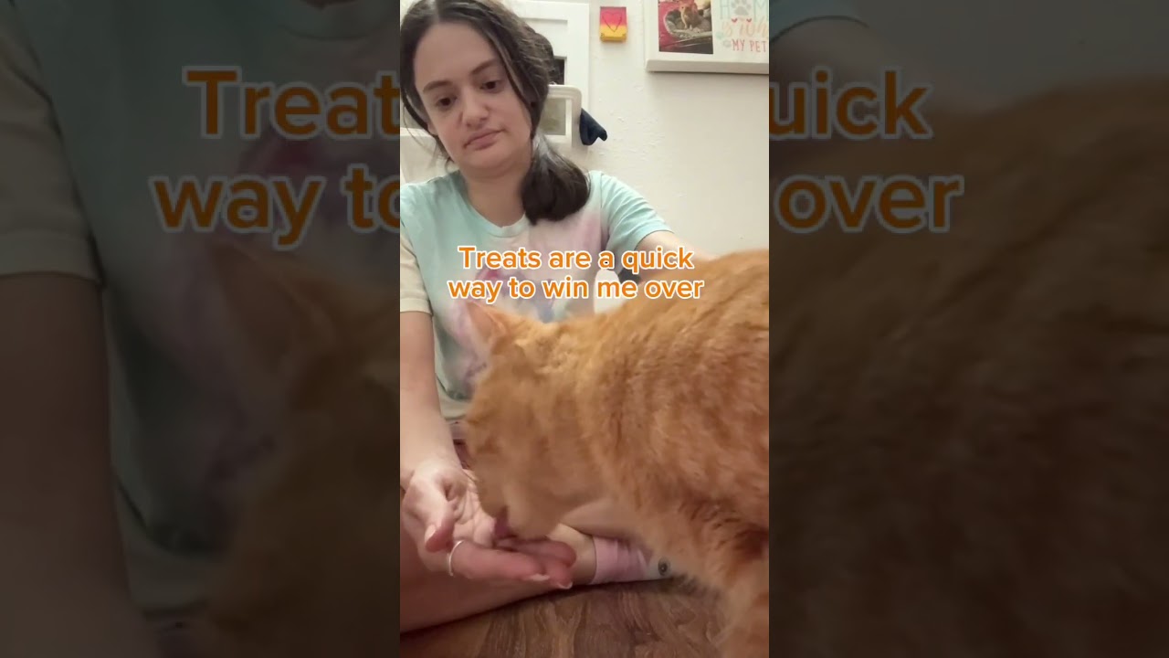 Enlarge Pappy, a Adoptable mixed breed in New Orleans, LA video 6/6