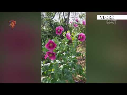 Top News- Biznesi i opiumit mbërrin në Shqipëri!/ Arrestohet 54-vjeçari me 70 bimë të kultivuara