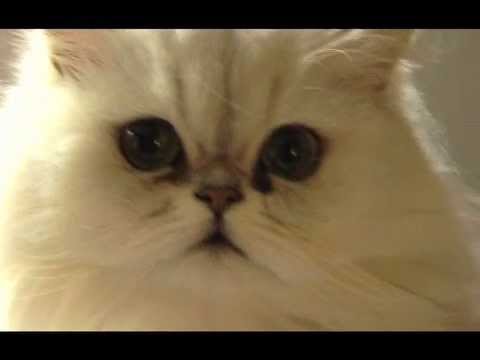 Dis "Maman" La video !!