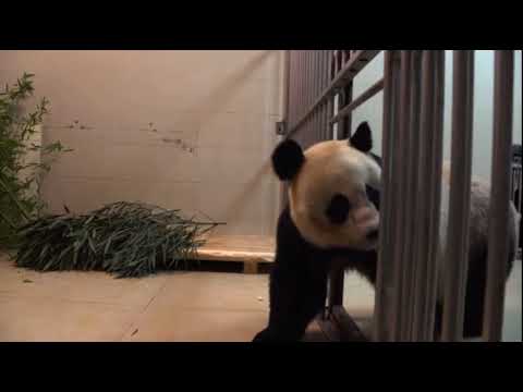 Mei Xiang, Xiao Qi Ji e Tian Tian chegam aos seus quartos de quarentena na China