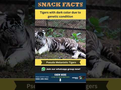 Pseudo Melanistic Tigers. To know more visit the link in comments 👇