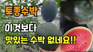 토종산수박 키우기 2년째 재배가 쉽고 아삭하고 맛있는 수박으로 이것보다 맛있는것 없네요 수박수확시기 판별법
