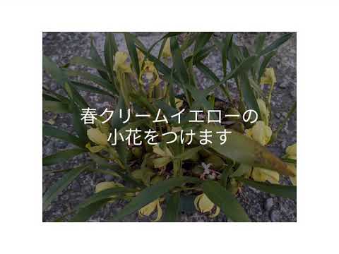 園芸 マキシラリア、コレクターの間で珍重される蘭