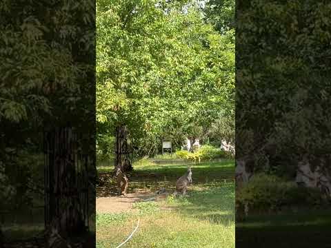 #music #telugusongs #song #hamsika #nature #kangaroo #speed #butifyoucloseyoureyes #shorts #ytshorts