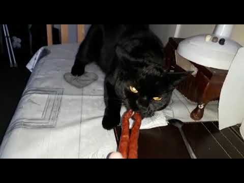 Fanta walczy o kabanosy