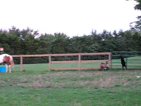 Flash - my indian pony