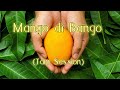 Mango di Bango (Jam Session)