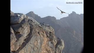 preview picture of video 'الصقور والنسور في جبال الرستاق   Falcons and vultures in the mountains of Rustaq'