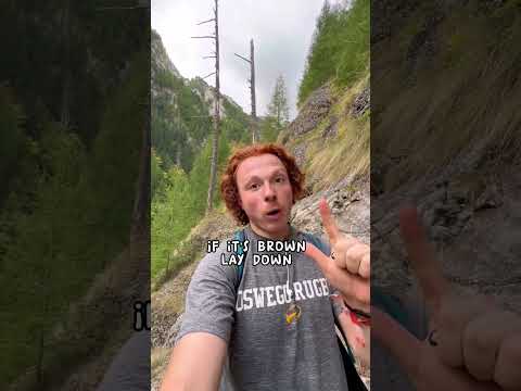 Surrounded By Romanian Grizzly Bears (Warning)