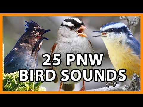 25 Pacific Northwest Bird Sounds