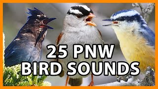 Download lagu 25 Suara Burung di Pasifik Barat Laut mp3