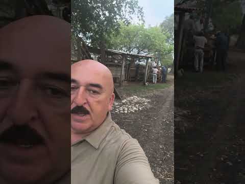 Hato Libre Ganado Cría Girolando Rancho Los Sierra Ozuluama Veracruz Polo Rocha y Ranchos de Hoy