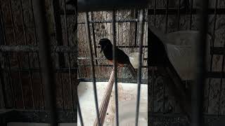 Download lagu murai batu Nias raja.....vokal dahsyat sobek sobek mp3