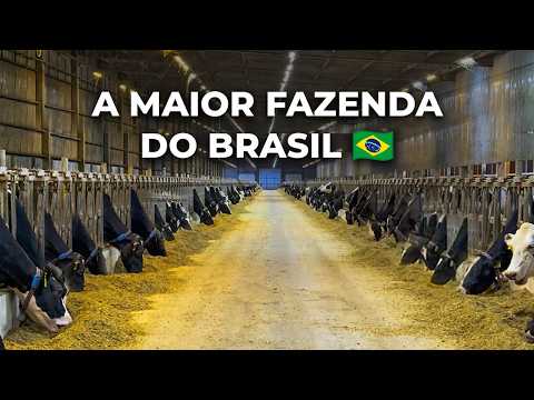 A MAIOR FAZENDA DO BRASIL DE VACAS LEITEIRAS - FAZENDA COLORADO 🇧🇷