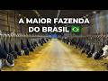 A MAIOR FAZENDA DO BRASIL DE VACAS LEITEIRAS FAZENDA COLORADO