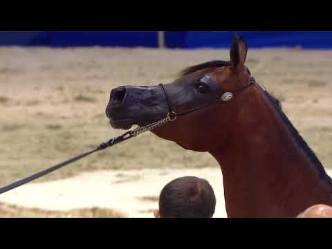 92 NAJDIYA AL ZOBAIR Dubai 2018