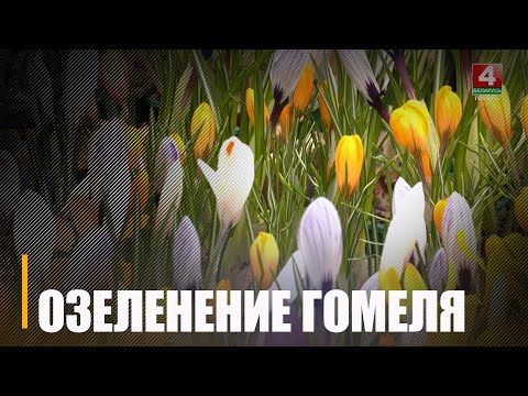 У 2024-м на клумбах і парках Гомеля павялічыцца колькасць кветак видео