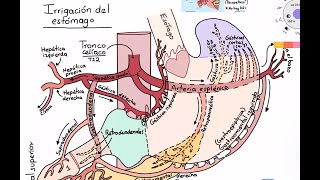 Anatomía: estómago y duodeno parte 1.