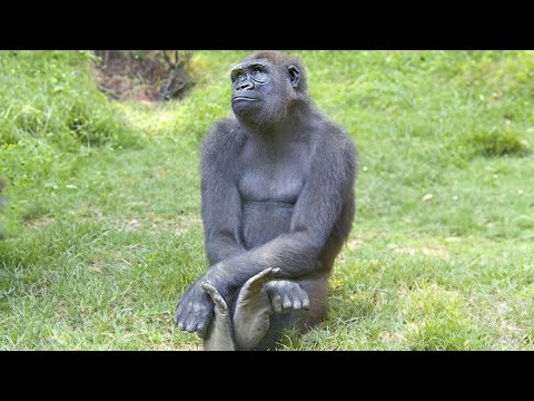 The FUNNIEST Monkeys 🤣 Best Compilation