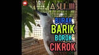 Download lagu Trucuk Burak barik borok cikrok, suara ini yang kalian cari..!!! mp3