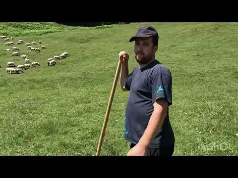 PĂSTORITUL OILOR LA MUNTE-STÂNĂ LUI MAXIM COSTAN -POVEȘTI CU CĂTĂLIN ȘI MAXIM