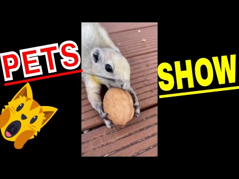 Bichos Divertidos e Engraçados Show de Pets